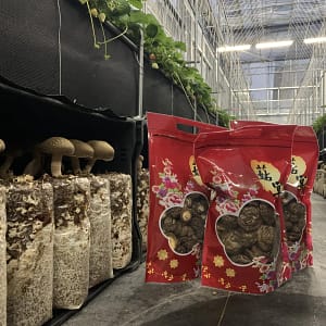 大菇(半斤)