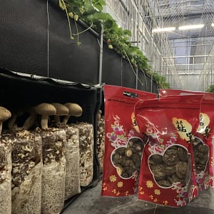鈕扣菇(半斤)